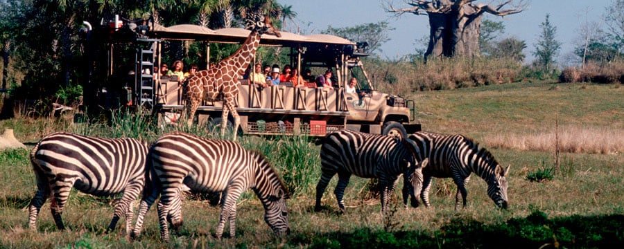 Safari no Animal Kingdom na Disney em Orlando