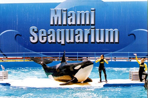 Aquário Seaquarium em Miami