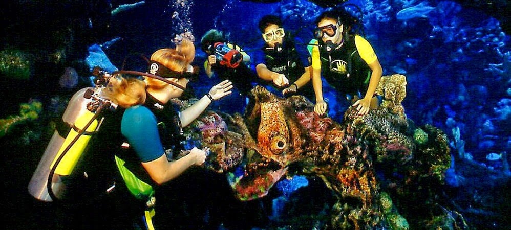 Mergulho e nado no Epcot DiveQuest na Disney em Orlando