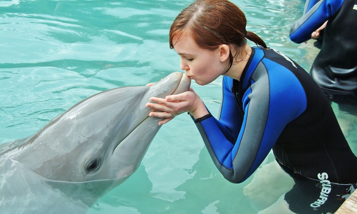 Nadar com golfinhos no Seaquarium em Miami
