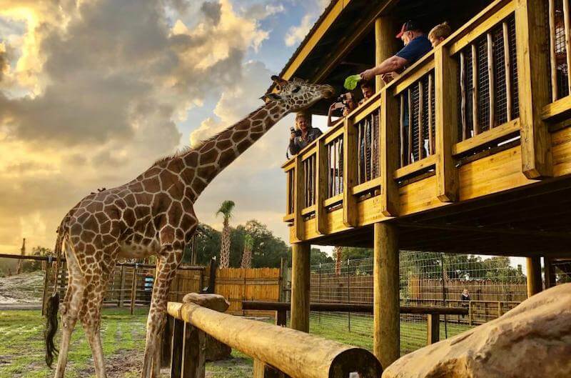 Girafa no Wild Florida Airboats & Gator